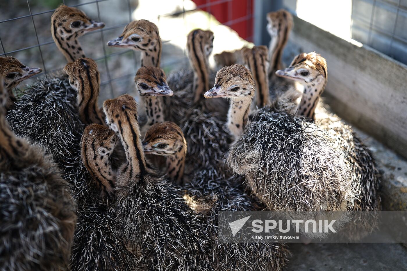 Russia Ostrich Farm