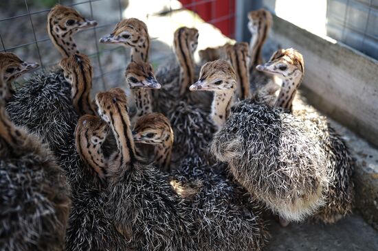Russia Ostrich Farm