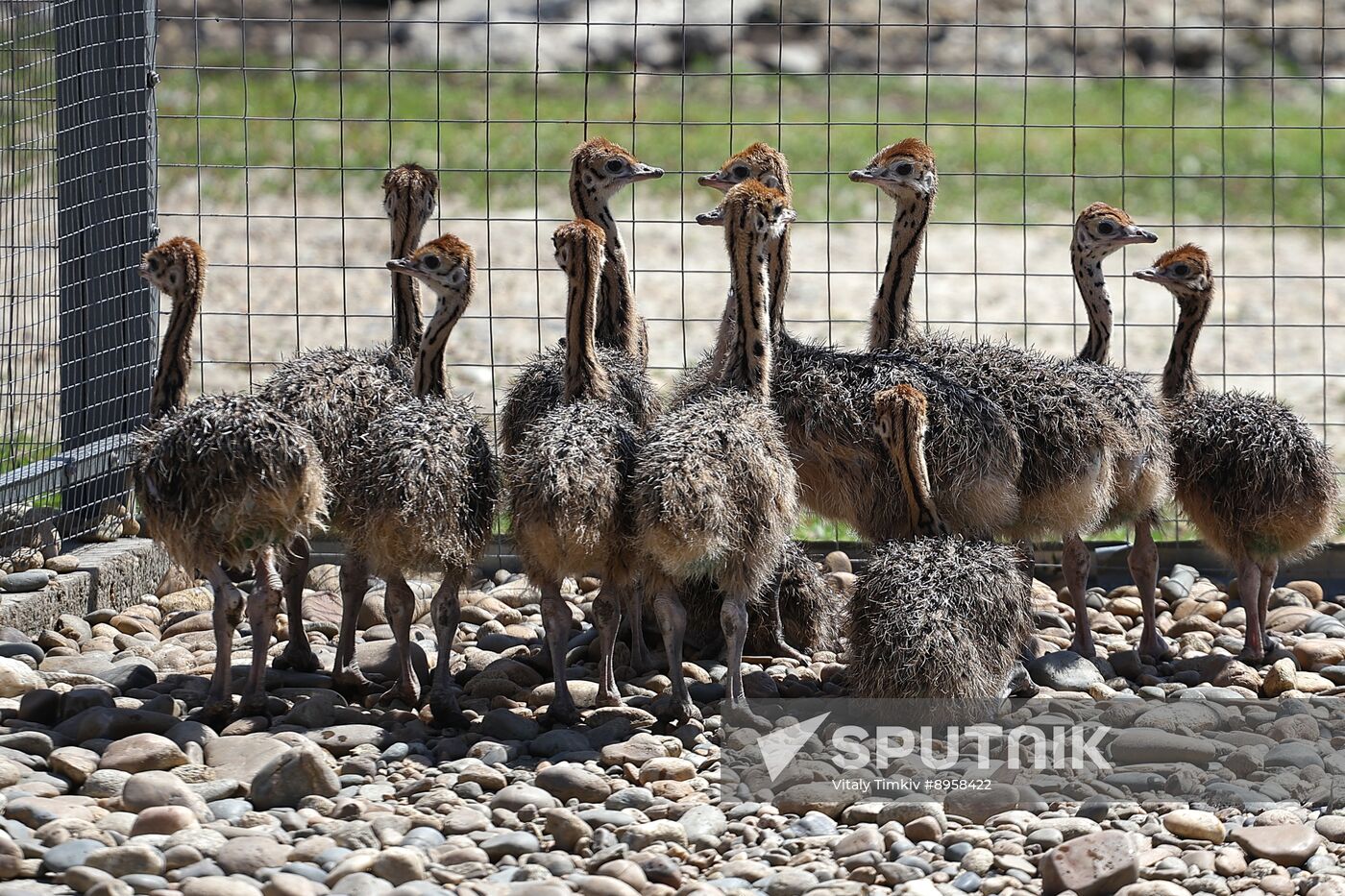 Russia Ostrich Farm
