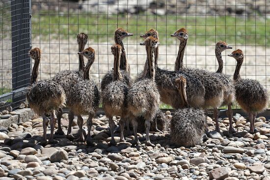 Russia Ostrich Farm