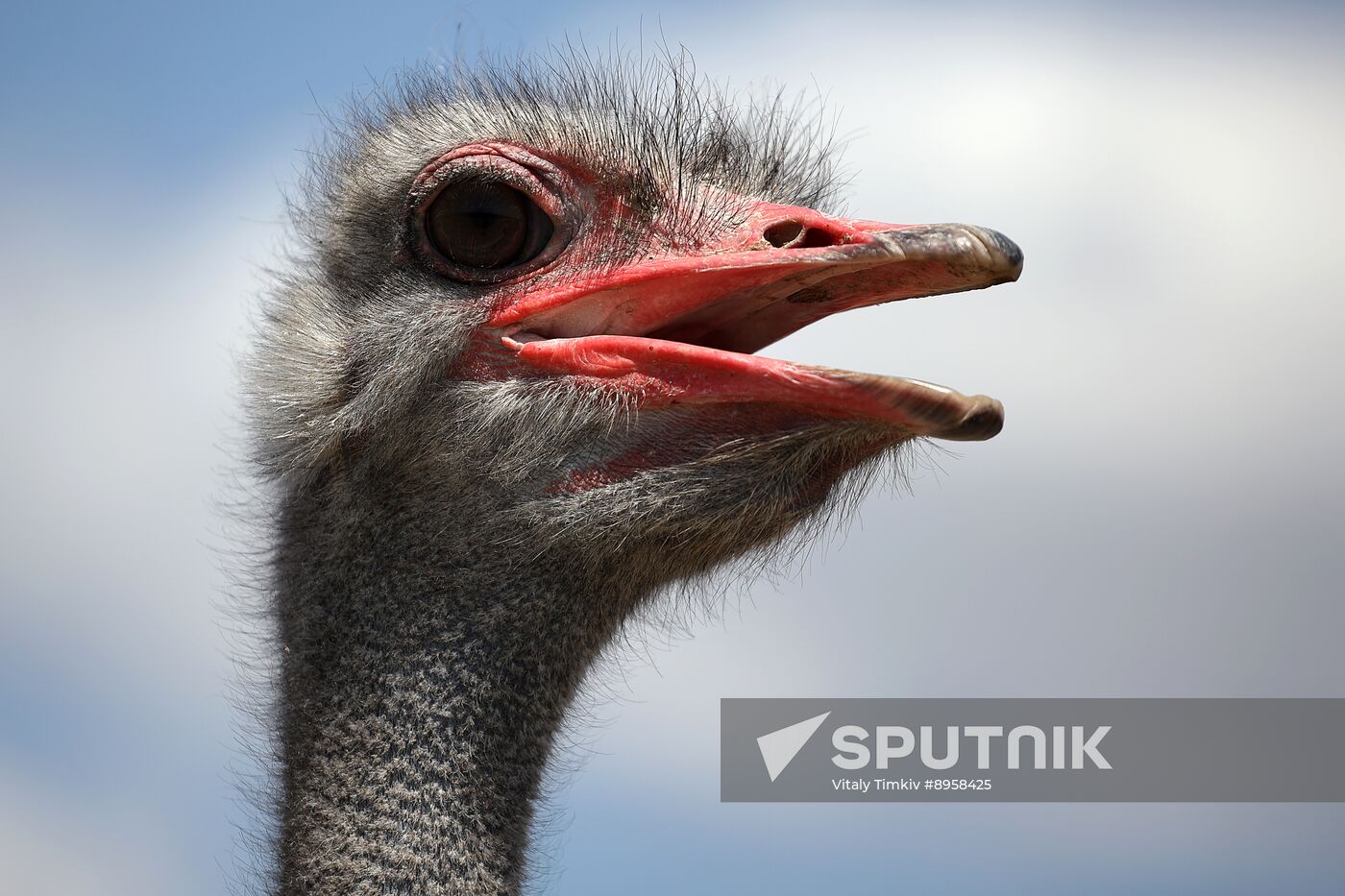 Russia Ostrich Farm