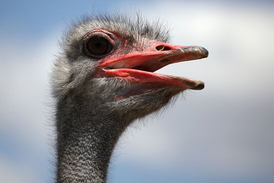 Russia Ostrich Farm