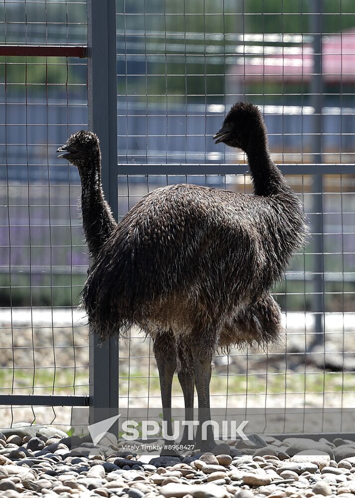 Russia Ostrich Farm