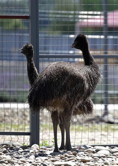 Russia Ostrich Farm