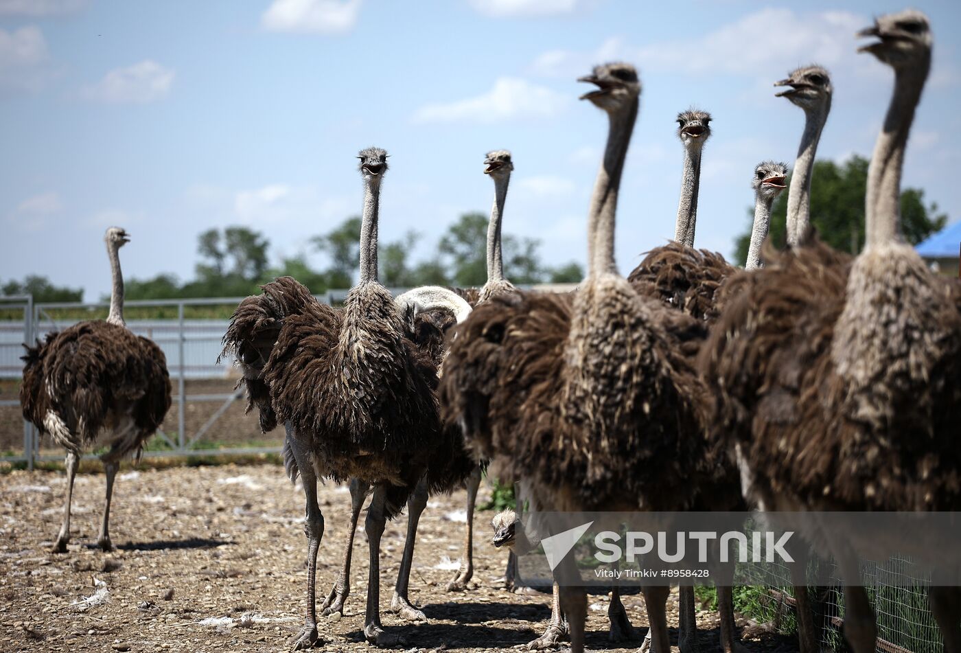 Russia Ostrich Farm