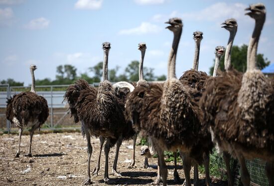 Russia Ostrich Farm