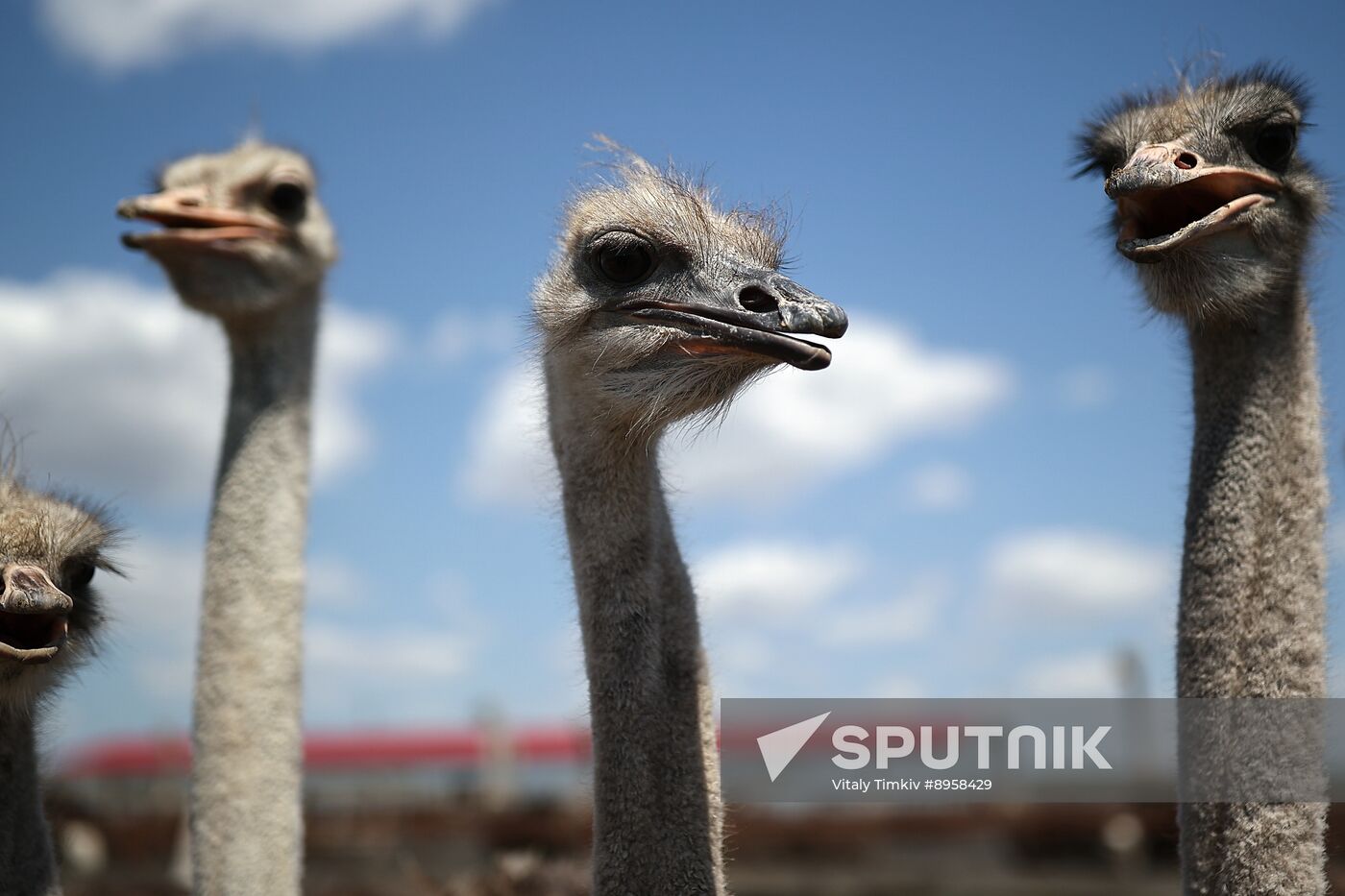 Russia Ostrich Farm