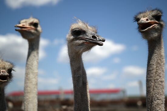 Russia Ostrich Farm