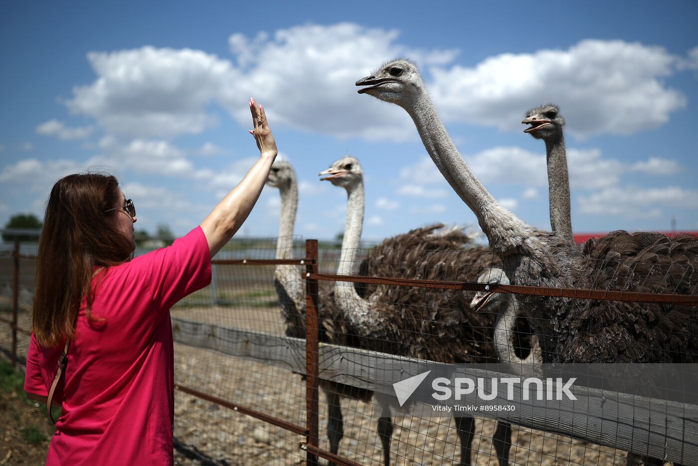 Russia Ostrich Farm