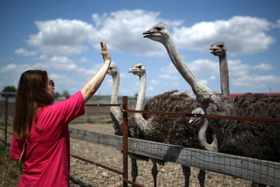 Russia Ostrich Farm