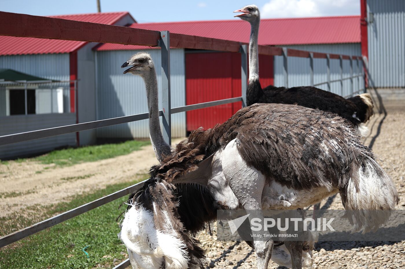 Russia Ostrich Farm