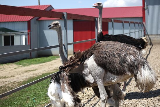 Russia Ostrich Farm