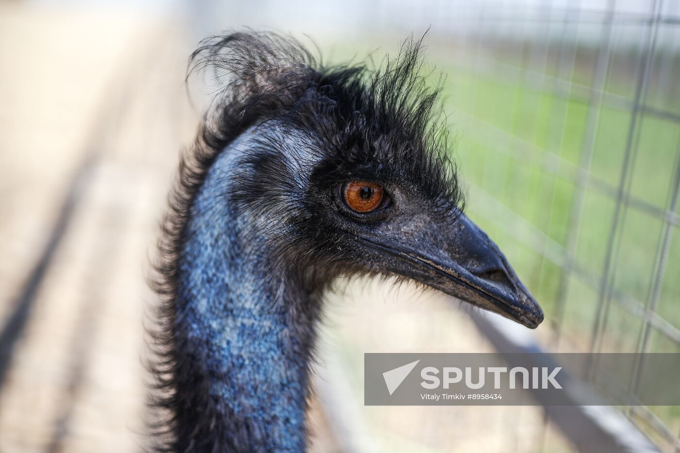 Russia Ostrich Farm