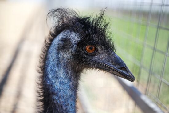 Russia Ostrich Farm