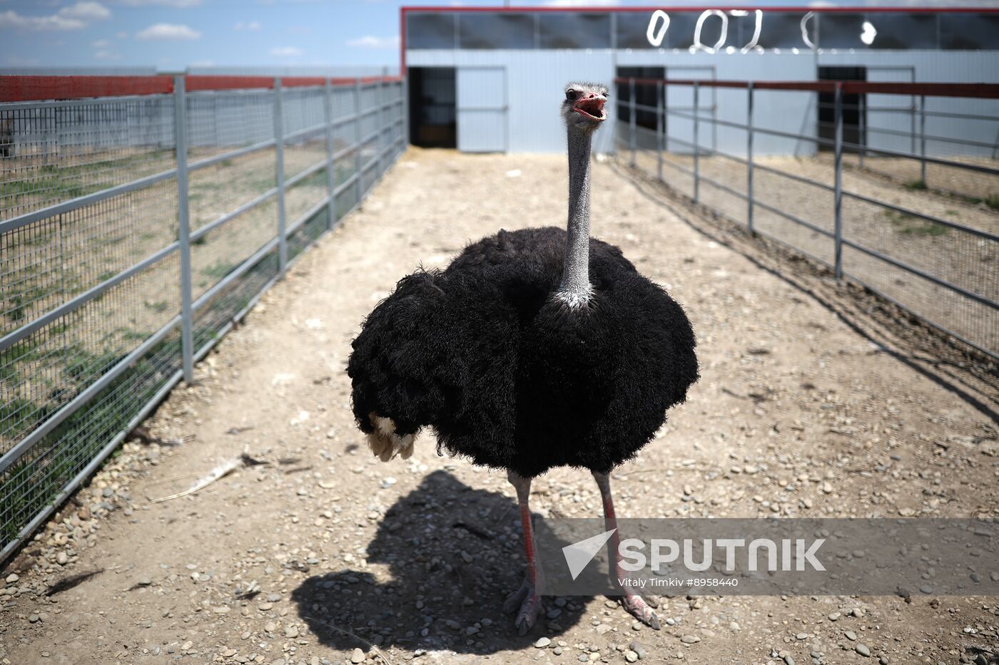 Russia Ostrich Farm