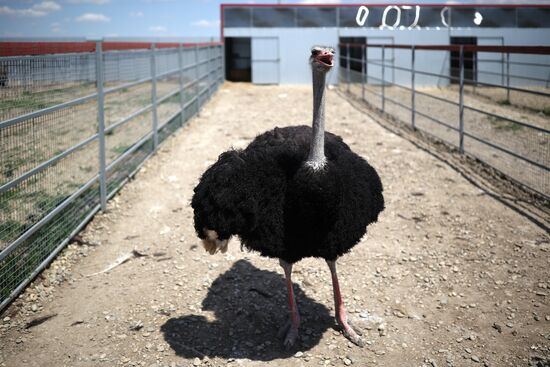 Russia Ostrich Farm