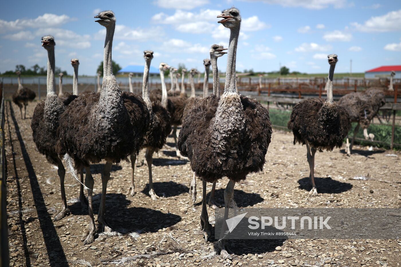 Russia Ostrich Farm
