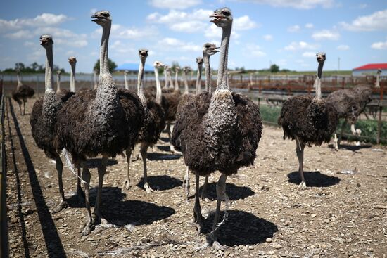 Russia Ostrich Farm