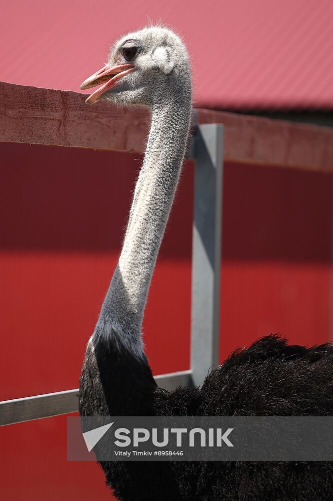 Russia Ostrich Farm