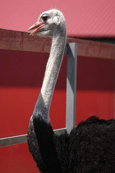 Russia Ostrich Farm