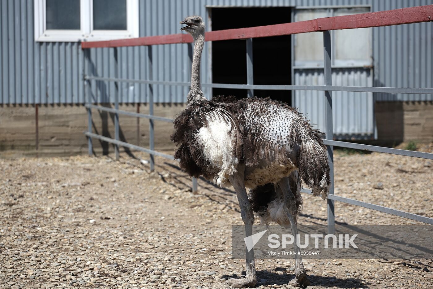 Russia Ostrich Farm