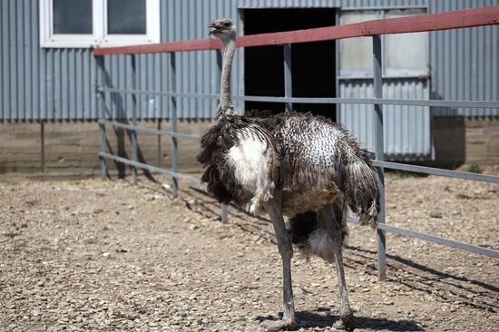 Russia Ostrich Farm