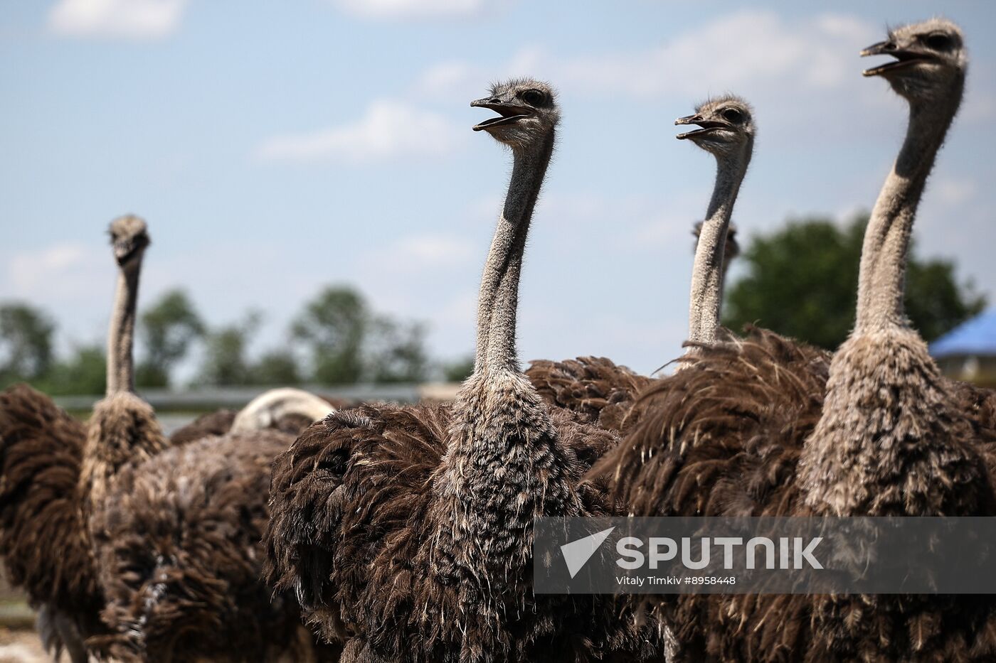 Russia Ostrich Farm