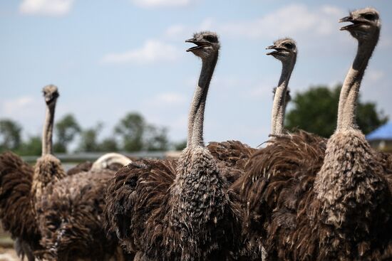Russia Ostrich Farm
