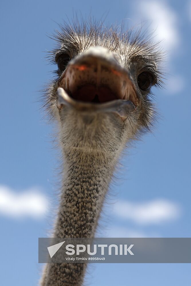 Russia Ostrich Farm