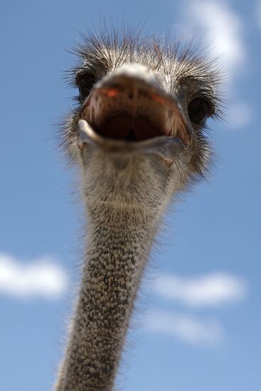 Russia Ostrich Farm