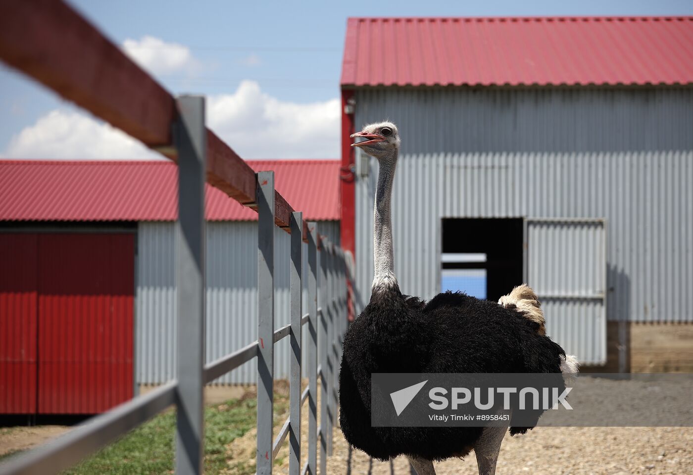 Russia Ostrich Farm