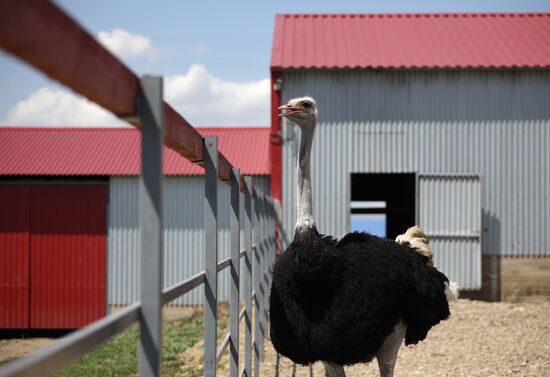 Russia Ostrich Farm