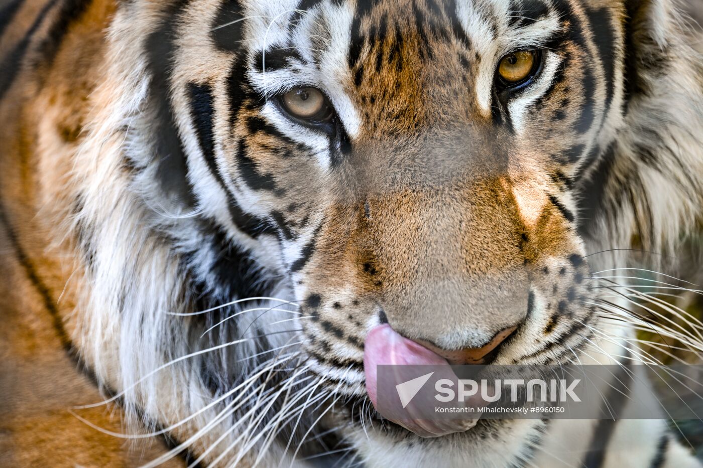 Russia Zoo