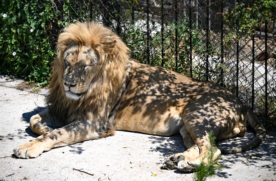 Russia Zoo