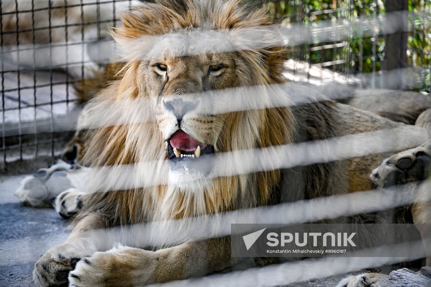 Russia Zoo