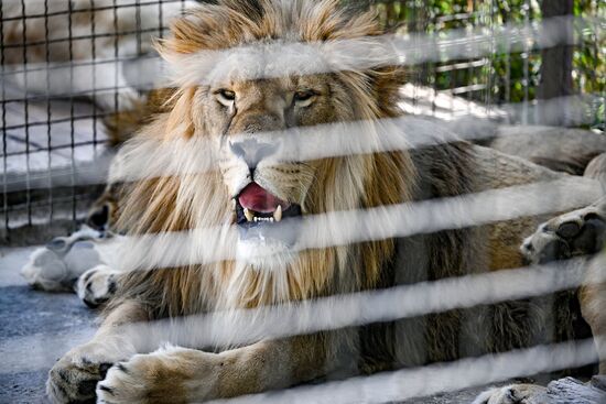 Russia Zoo