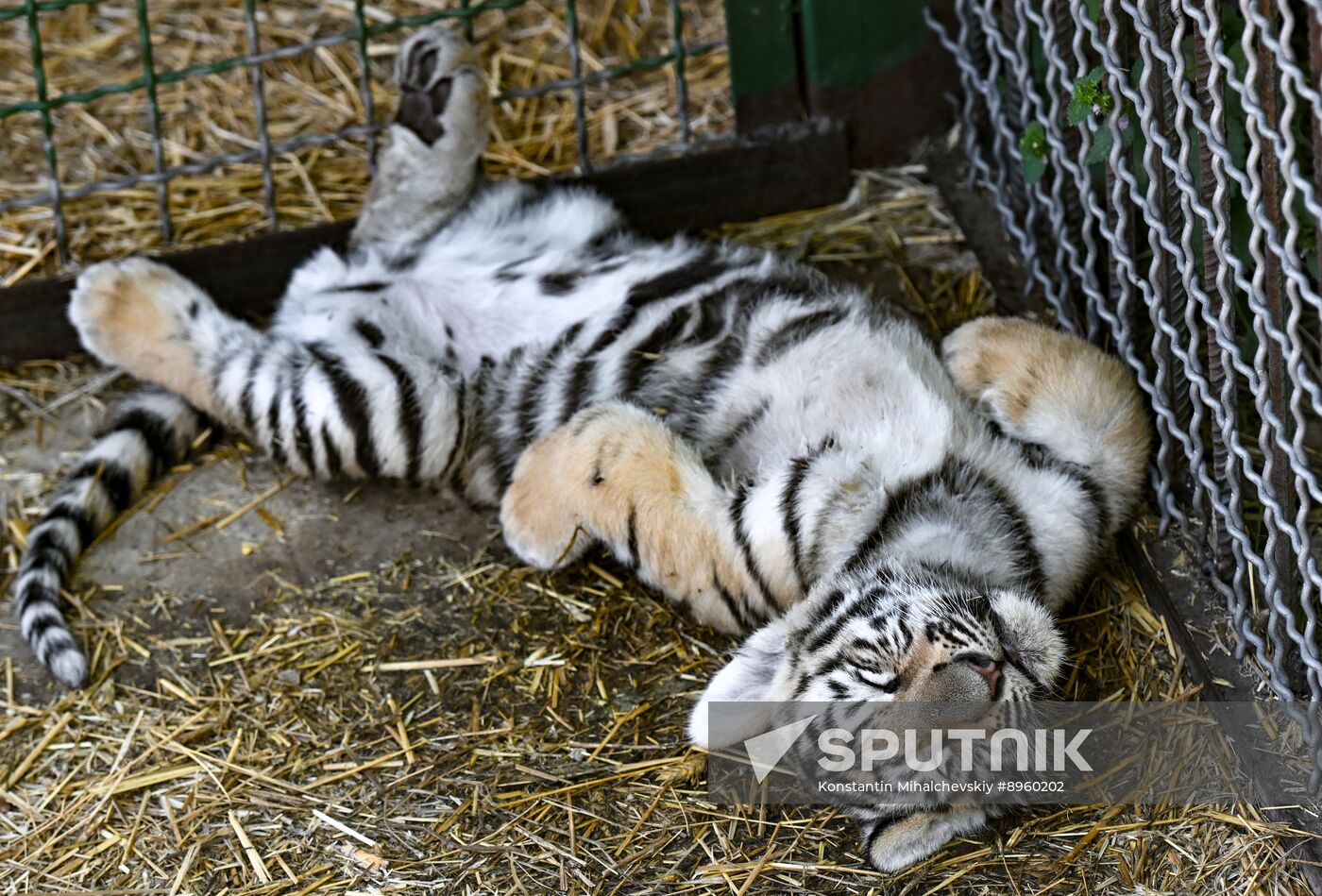 Russia Zoo