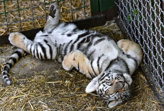 Russia Zoo