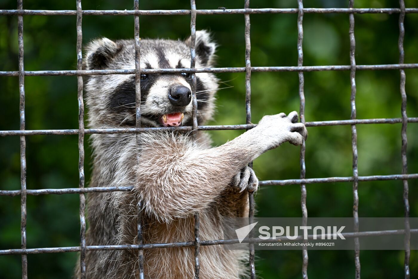 Russia Zoo