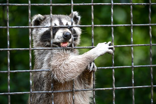 Russia Zoo