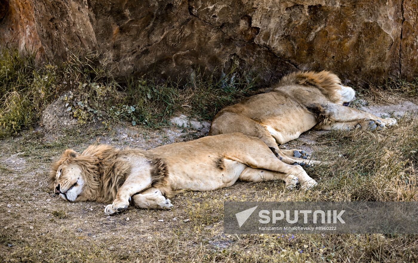 Russia Zoo