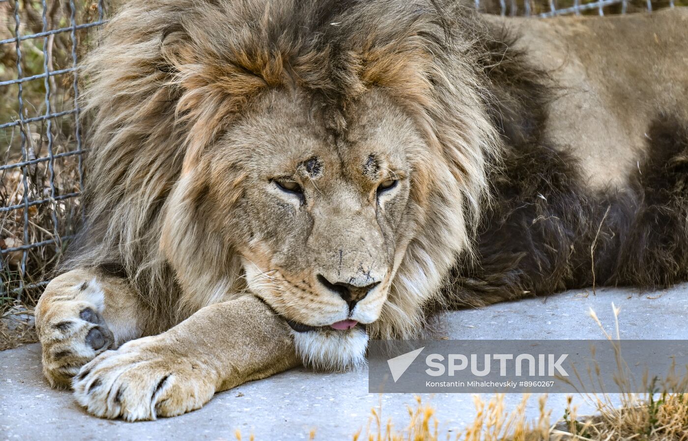 Russia Zoo