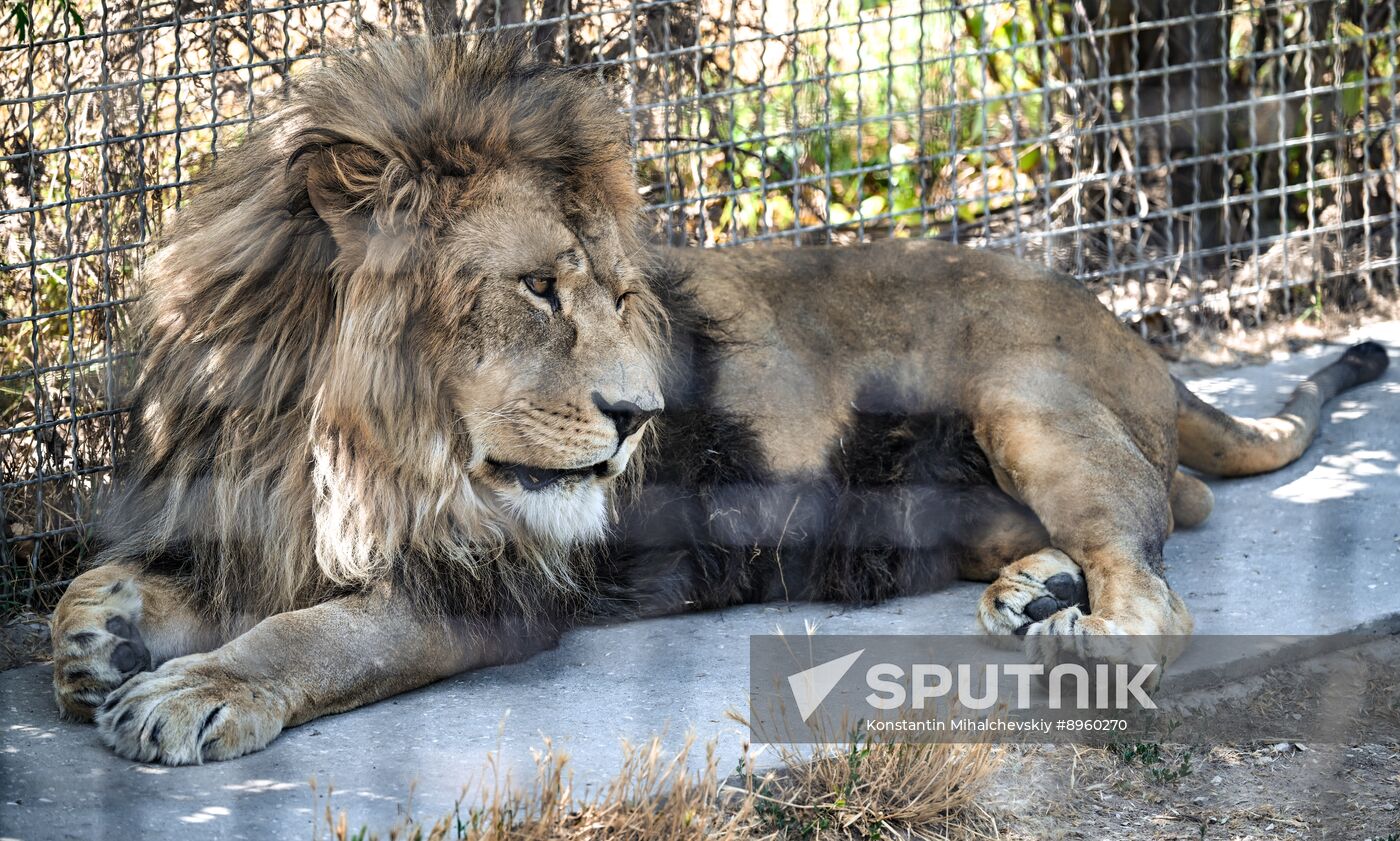 Russia Zoo