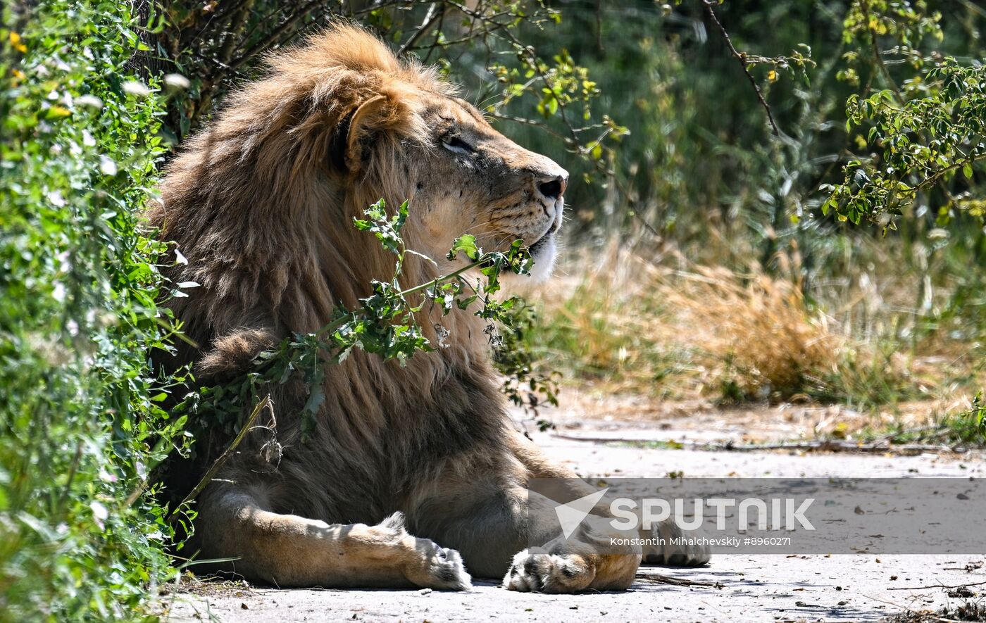 Russia Zoo