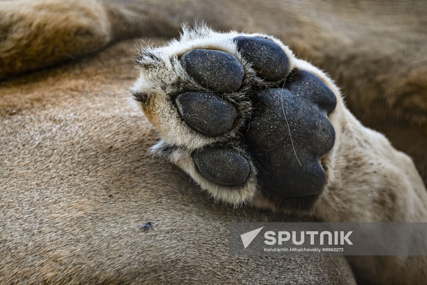 Russia Zoo