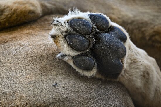 Russia Zoo