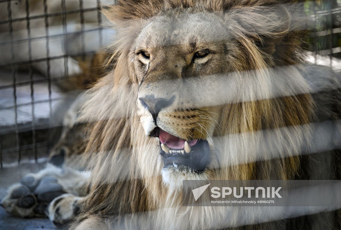 Russia Zoo