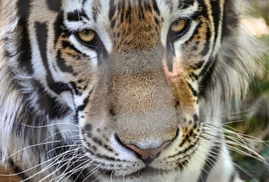 Russia Zoo