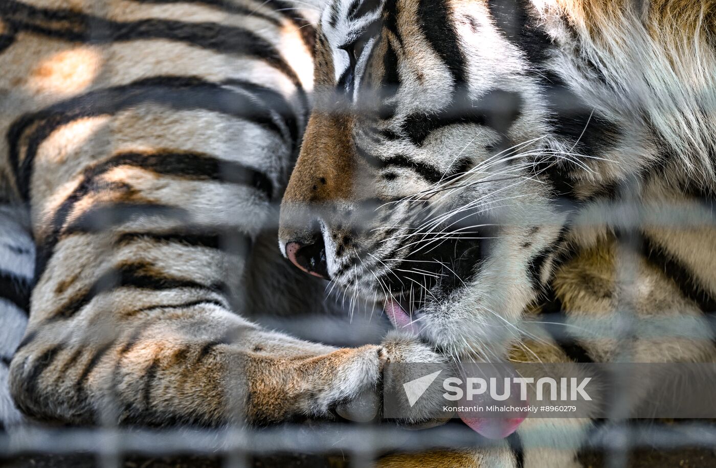 Russia Zoo