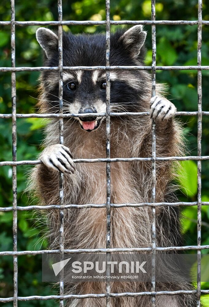 Russia Zoo